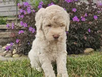 McKenzie , a female Goldendoodle for sale in Boyden, IA – 9 of 10