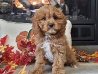Teeter, a female Cavapoo for sale in Boyden, IA – 6 of 10