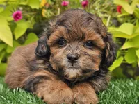 Neo, a male Shihpoo for sale in Boyden, IA – 9 of 10