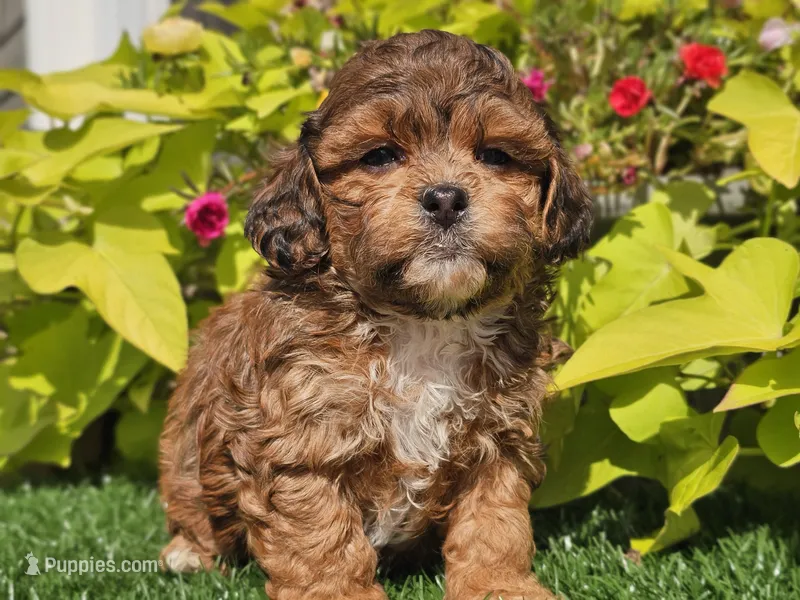Noah – Shihpoo puppy for sale in Boyden, IA