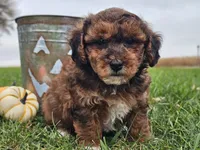 Banjo, a male Havapoo for sale in Boyden, IA – 9 of 10