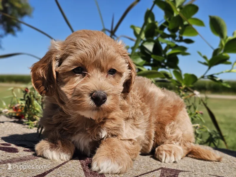 Isabella  – Havapoo puppy for sale in Boyden, IA