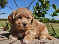 Isabella , a female Havapoo for sale in Boyden, IA – 1 of 10