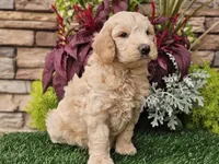 Walter, a male Goldendoodle for sale in Boyden, IA – 3 of 10