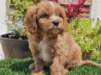 Gideon, a male Cavapoo for sale in Boyden, IA – 8 of 10