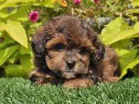 Neo, a male Shihpoo for sale in Boyden, IA – 3 of 10