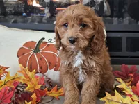 Renee, a female Cavapoo for sale in Boyden, IA – 6 of 10