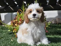 Greta, a female Cavapoo for sale in Boyden, IA – 3 of 10
