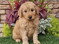 Wilson, a male Goldendoodle for sale in Boyden, IA – 6 of 10