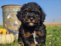 Brandy, a female Havapoo for sale in Boyden, IA – 5 of 10