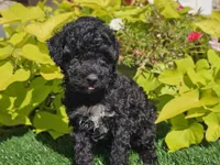 Pixie, a female Poodle - Miniature  for sale in Boyden, IA – 5 of 9