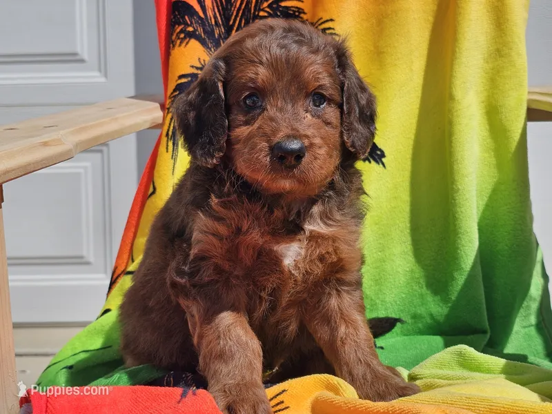 Sultan – Miniature Bernedoodle puppy for sale in Boyden, IA