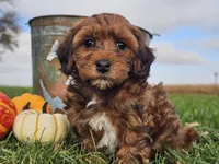 Buster, a male Havapoo for sale in Boyden, IA – 9 of 10