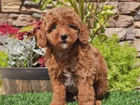 Desmond, a male Poodle - Miniature  for sale in Boyden, IA – 9 of 10