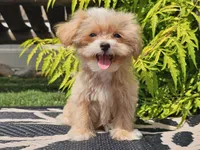 Lucky, a male Maltipoo for sale in Boyden, IA – 2 of 10