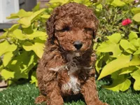 Peanut , a male Poodle - Miniature  for sale in Boyden, IA – 4 of 10