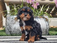 Talia, a female Cavapoo for sale in Boyden, IA – 3 of 10