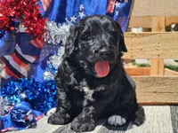 Kora, a female Bernedoodle for sale in Boyden, IA – 1 of 10