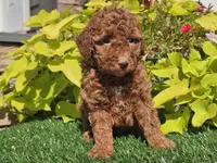 Polly, a female Poodle - Miniature  for sale in Boyden, IA – 4 of 10