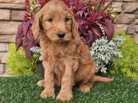 Wally, a male Goldendoodle for sale in Boyden, IA – 3 of 10