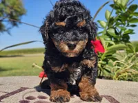 Ian, a male Havapoo for sale in Boyden, IA – 3 of 10