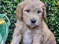 Finnigan , a male Whoodle for sale in Boyden, IA – 4 of 10