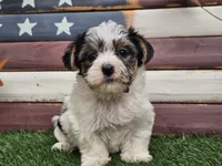 Kassia, a female Morkie for sale in Boyden, IA – 4 of 10