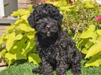 Panda, a male Poodle - Miniature  for sale in Boyden, IA – 8 of 10