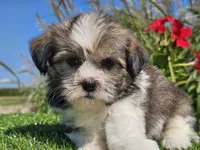 Emelia , a female Shorkie for sale in Boyden, IA – 7 of 10