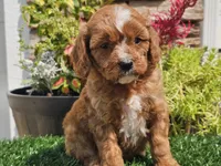 Gage, a male Cavapoo for sale in Boyden, IA – 9 of 10