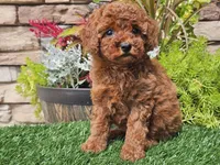 Destiny, a female Poodle - Miniature  for sale in Boyden, IA – 5 of 10
