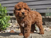 Felicia , a female Cockapoo for sale in Boyden, IA – 10 of 10