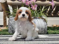 Tango, a male Cavapoo for sale in Boyden, IA – 9 of 10