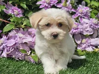 Callie, a female Havapoo for sale in Boyden, IA – 3 of 10
