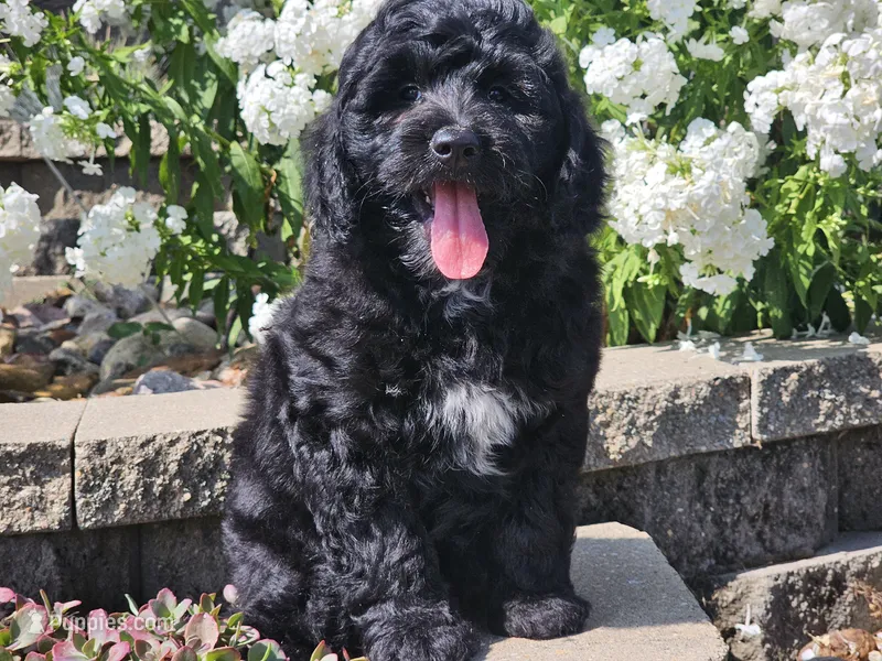 Kora – Bernedoodle puppy for sale in Boyden, IA