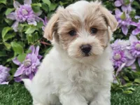 Cruz, a male Havapoo for sale in Boyden, IA – 1 of 10