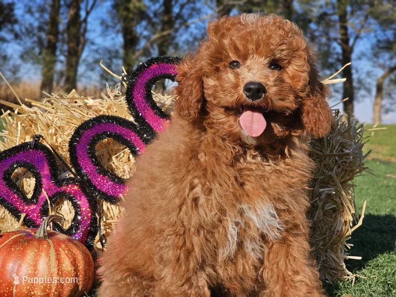 Darius – Poodle - Miniature  puppy for sale in Boyden, IA