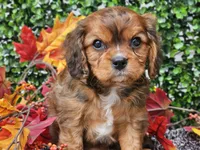 Tucker, a male Cavapoo for sale in Boyden, IA – 4 of 10