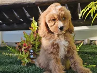 Gideon, a male Cavapoo for sale in Boyden, IA – 10 of 10