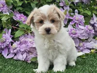 Cruz, a male Havapoo for sale in Boyden, IA – 2 of 10