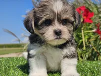 Evan, a male Shorkie for sale in Boyden, IA – 10 of 10