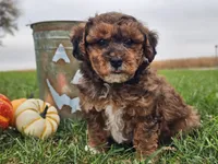 Banjo, a male Havapoo for sale in Boyden, IA – 8 of 10