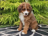Sailor, a female Miniature Bernedoodle for sale in Boyden, IA – 9 of 9