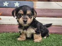 Krissy, a female Morkie for sale in Boyden, IA – 10 of 10