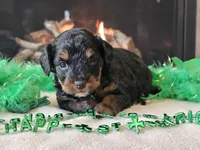 Ellie, a female Miniature Aussiedoodle for sale in Boyden, IA – Photo 7 of 10