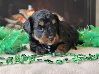 Ellie, a female Miniature Aussiedoodle for sale in Boyden, IA – Photo 4 of 10