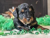 Ellie, a female Miniature Aussiedoodle for sale in Boyden, IA – Photo 5 of 10