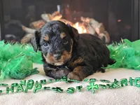 Ellie, a female Miniature Aussiedoodle for sale in Boyden, IA – Photo 6 of 10