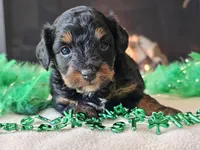 Ellie, a female Miniature Aussiedoodle for sale in Boyden, IA – Photo 10 of 10