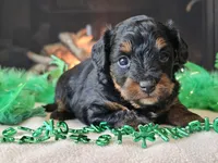 Ellie, a female Miniature Aussiedoodle for sale in Boyden, IA – Photo 1 of 10